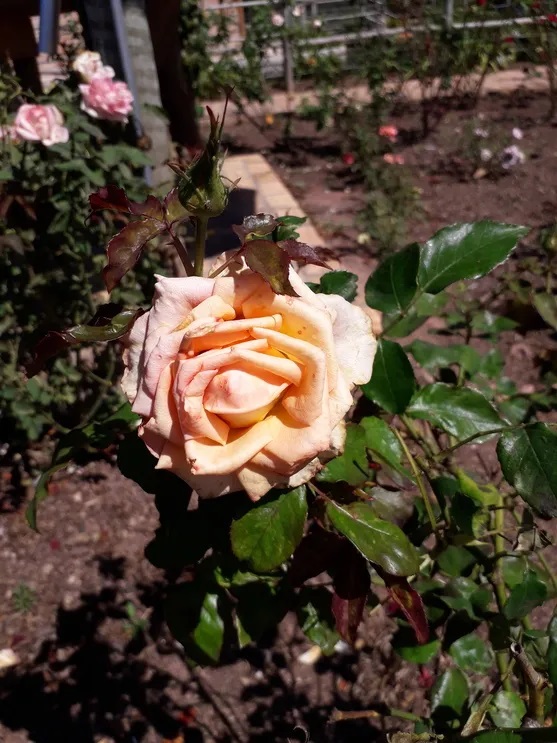 Rosa cor de champagne