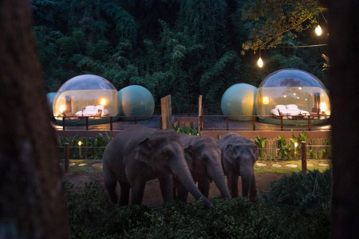 Anantara Hotels & Resorts - imersão na selva com elefantes_interna