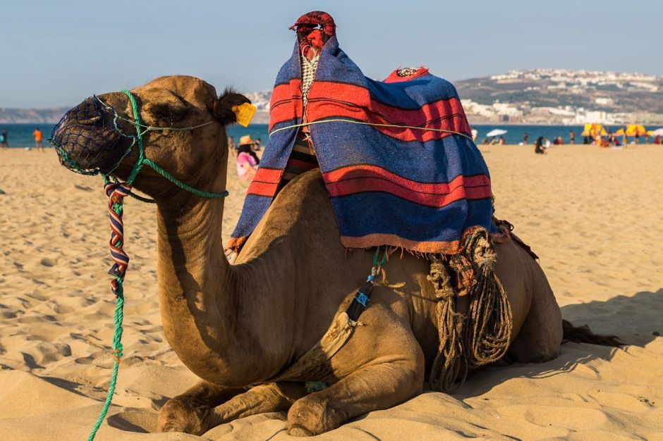 Egito - passeio de camelo