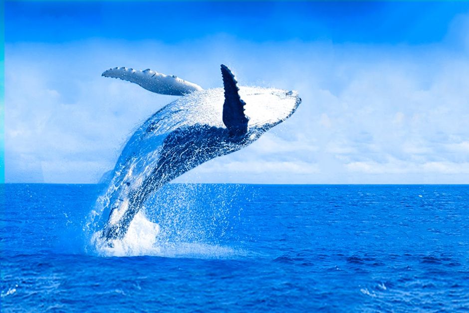 La Torre Resort - observação de baleias
