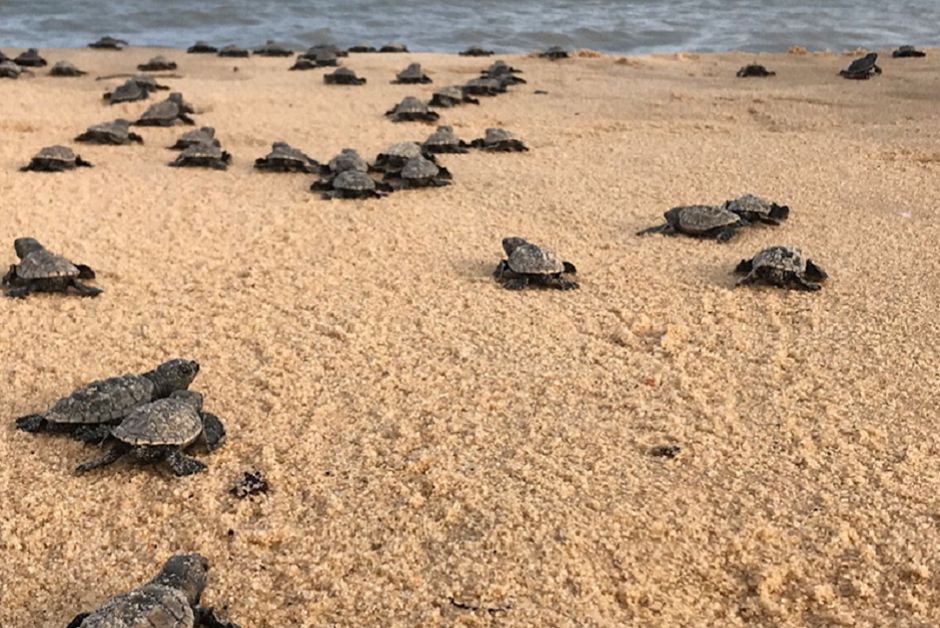 Plastic free - apoio às tartarugas