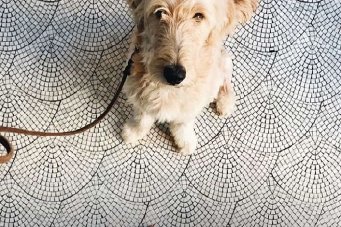 Kimpton - dog walking