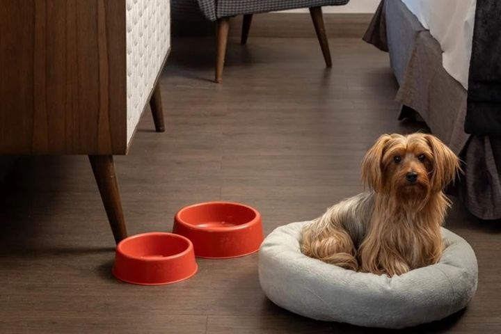 Grupo Wish - aumento venda pet friendly