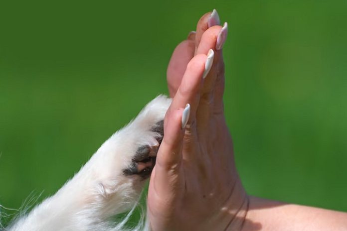 Accor - Defesa_animal